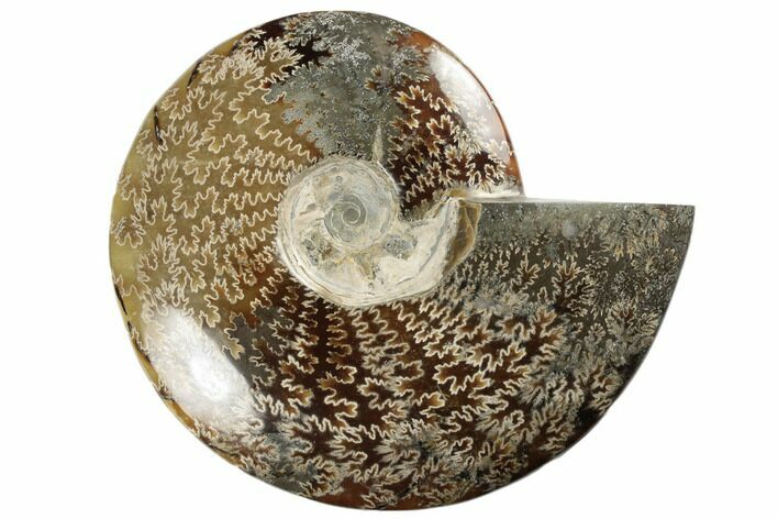 Polished Ammonite Fossil - Madagascar #191509